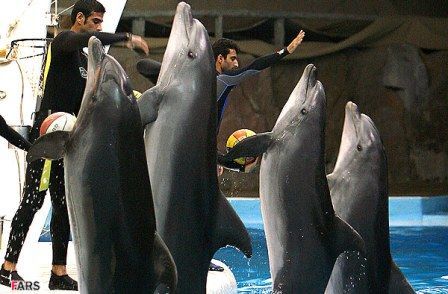 پارك دلفين هاي كيش پارك دلفين هاي كيش